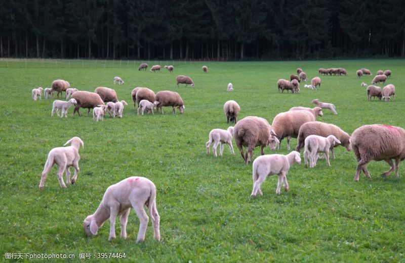 家禽饲养羊群图片