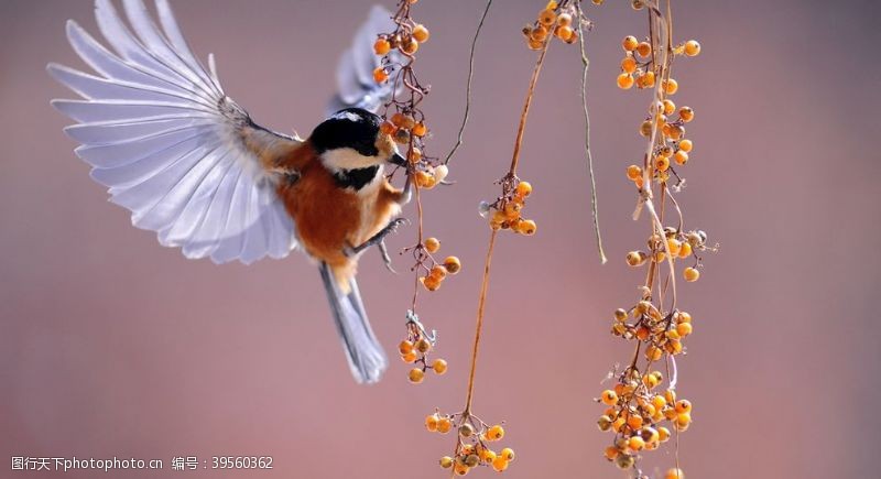 野外运动照片蜂鸟白天新翅膀急图片