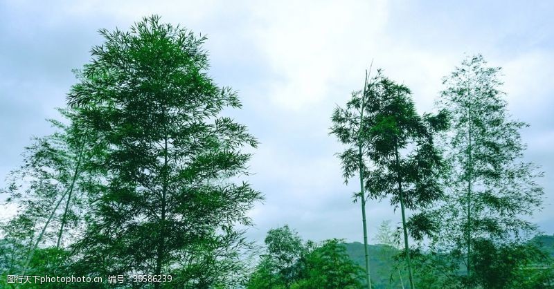 手绘树林竹子林图片
