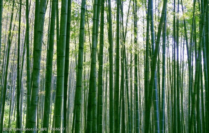 手绘树林竹子图片