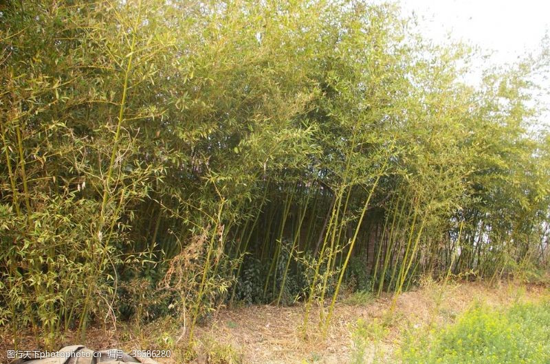 树叶竹子图片