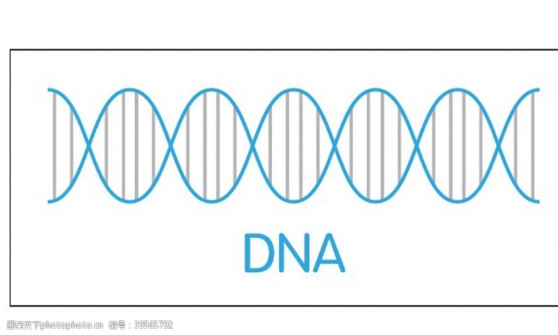 DNA双螺旋图片