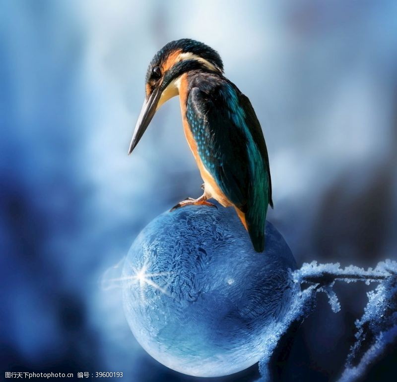 冷面光鸟水冬季动物图片