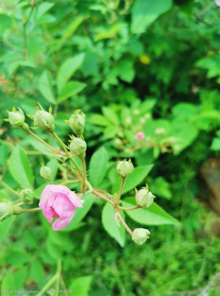 花蕾花苞图片