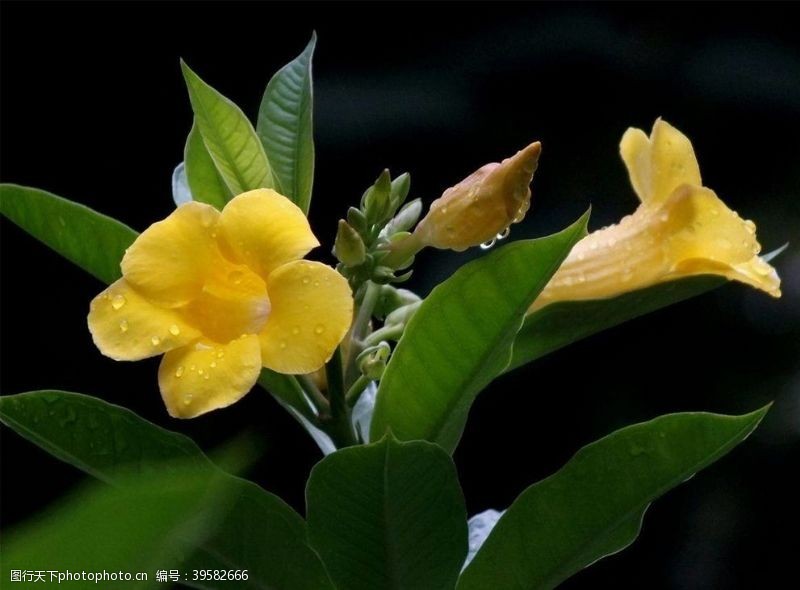 漂亮的花朵黄蝉花图片