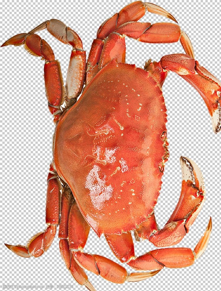 大闸蟹展板螃蟹图片