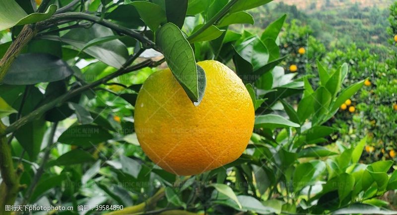 柑橘背景脐橙图片