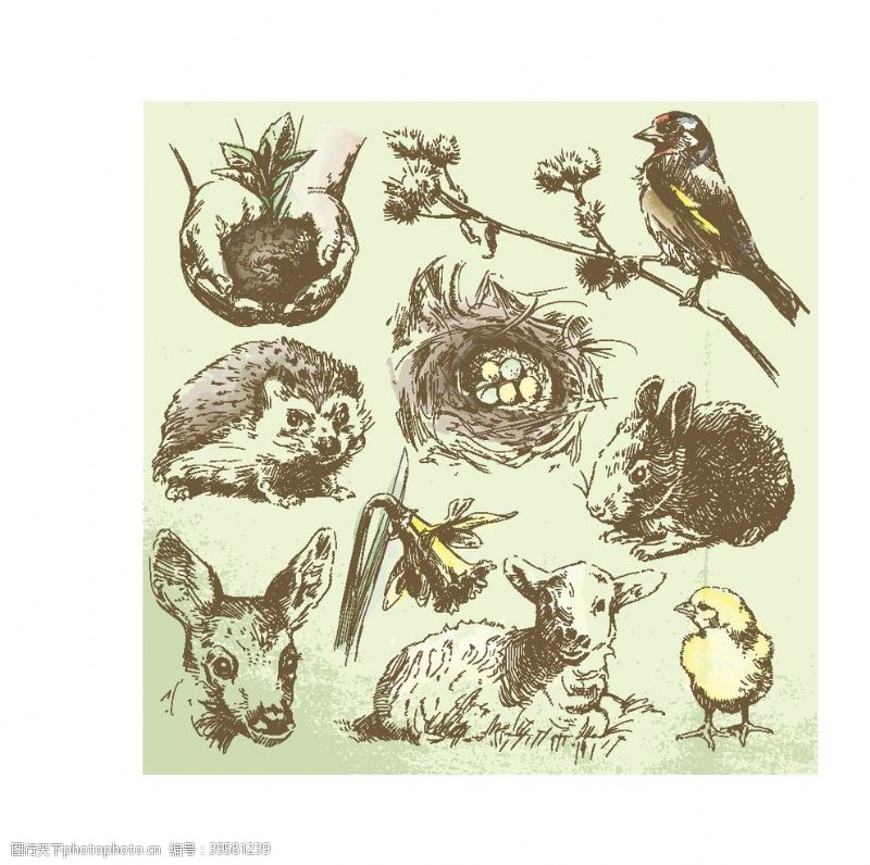 鸟巢手绘野生动物图片