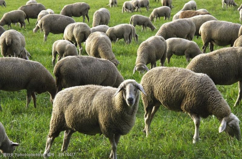 放羊羊群图片