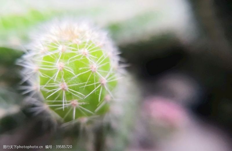 仙人掌植物摄影图片