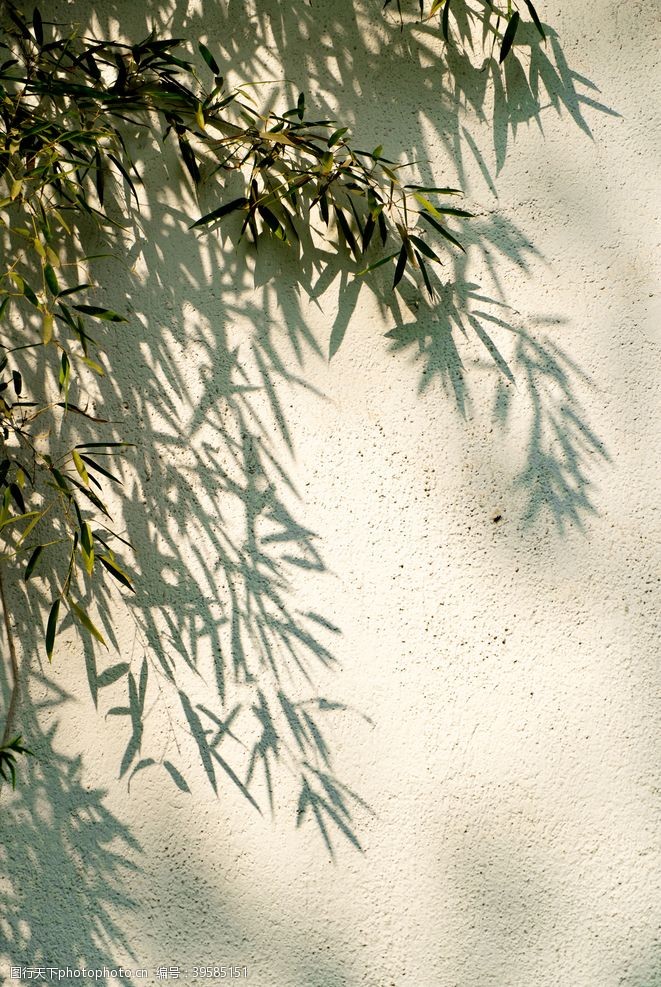 树叶竹子壁纸图片