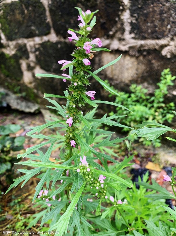 驱虫药艾草图片