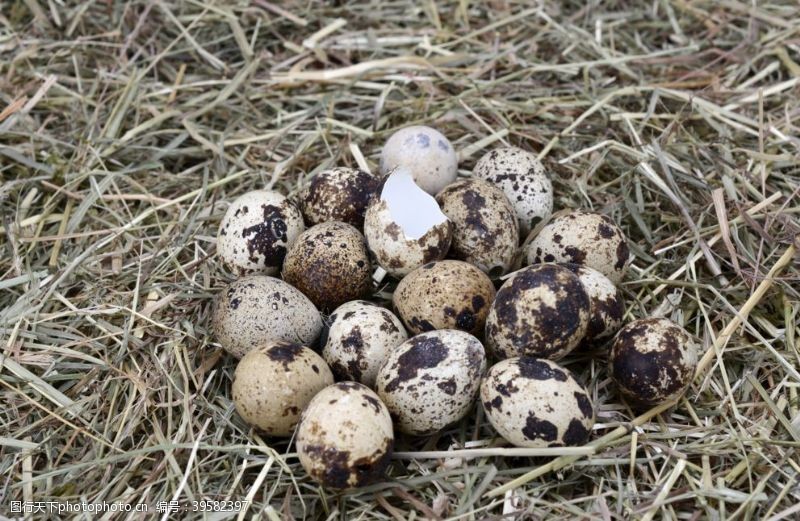 农家蛋鹌鹑蛋图片