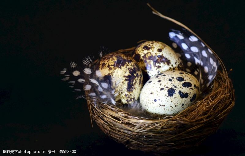 麻雀鹌鹑蛋图片