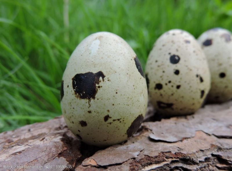 禽蛋鹌鹑蛋图片