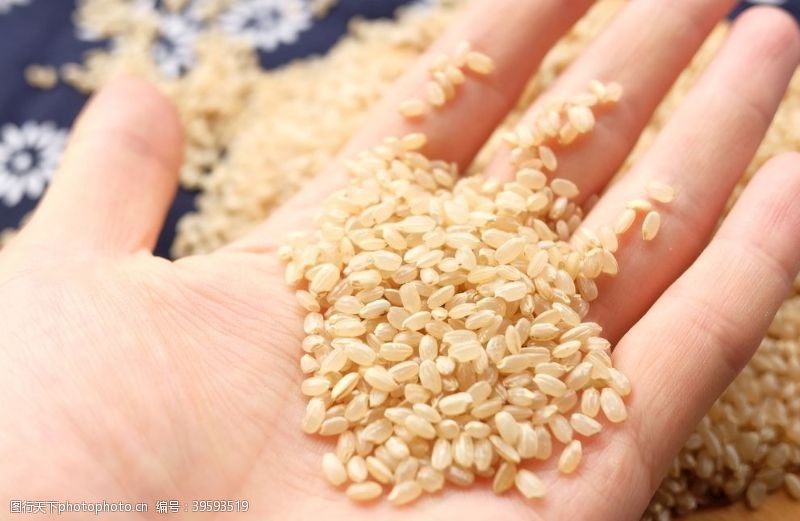 稻谷稻米糙米图片