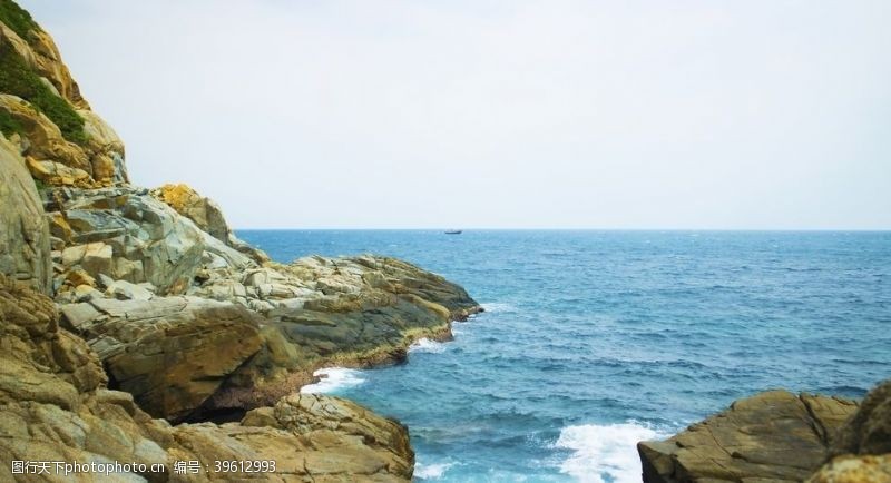 花的海洋大海图片