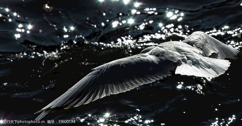 世界名胜动物鸟黑与白黑暗羽毛图片