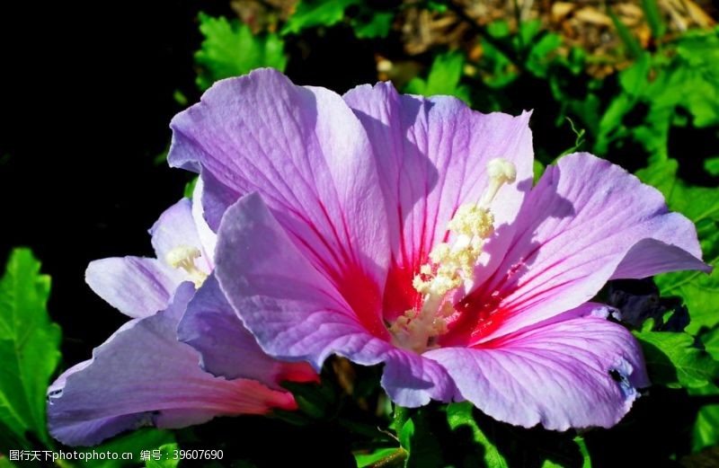 摄影花卉类芙蓉花图片