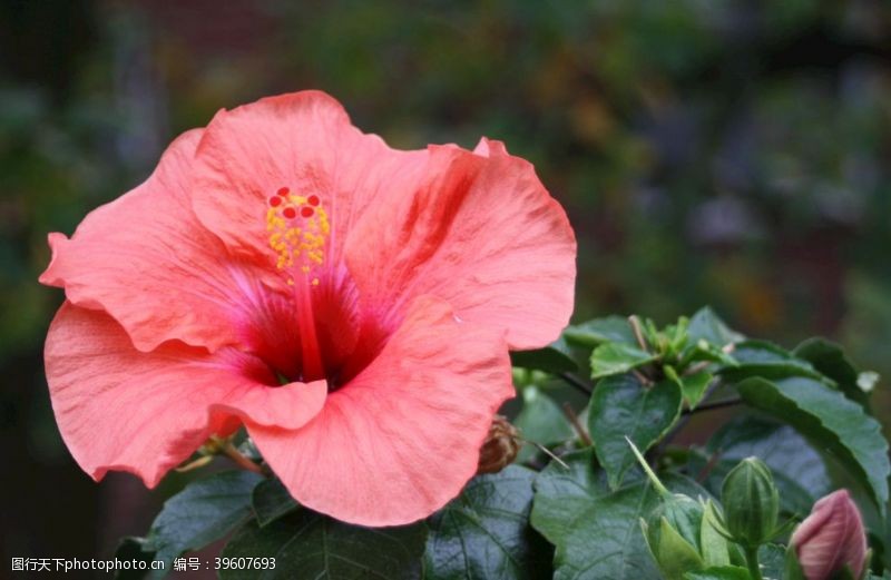 淡色花朵芙蓉花图片