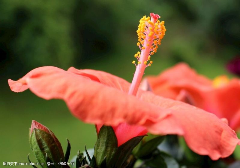 淡色花朵芙蓉花图片