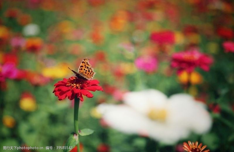 户外休闲花丛中的小蝴蝶图片