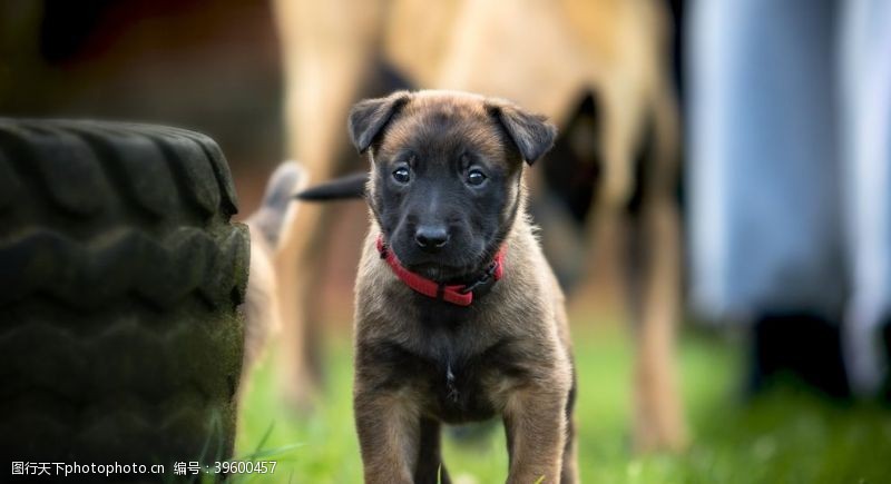 2018狗年可爱的比利时牧羊犬图片