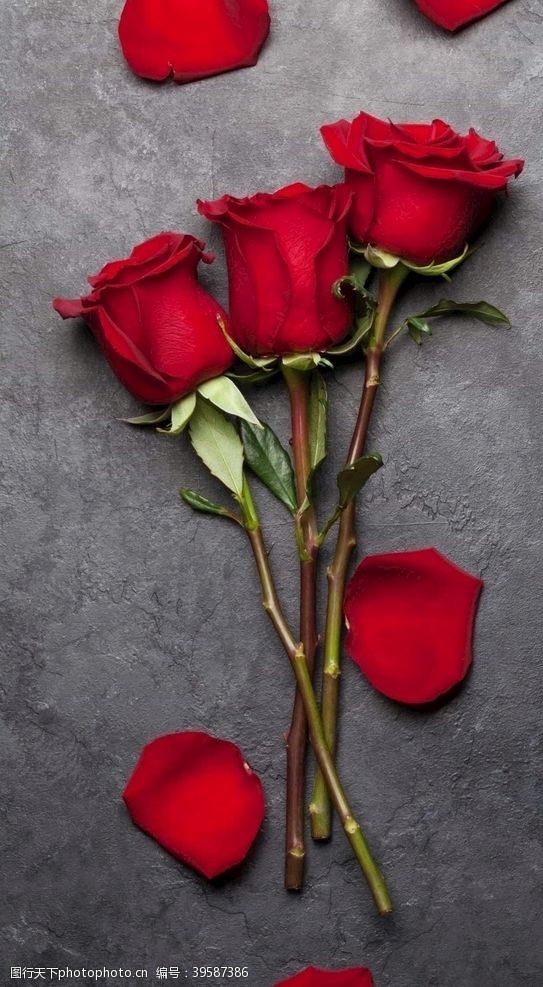 玫红叶子玫瑰图片