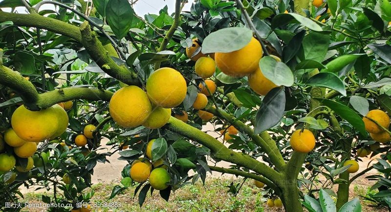 南安脐橙果树图片