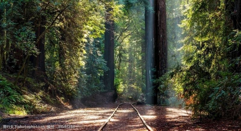 秋季森林铁路图片