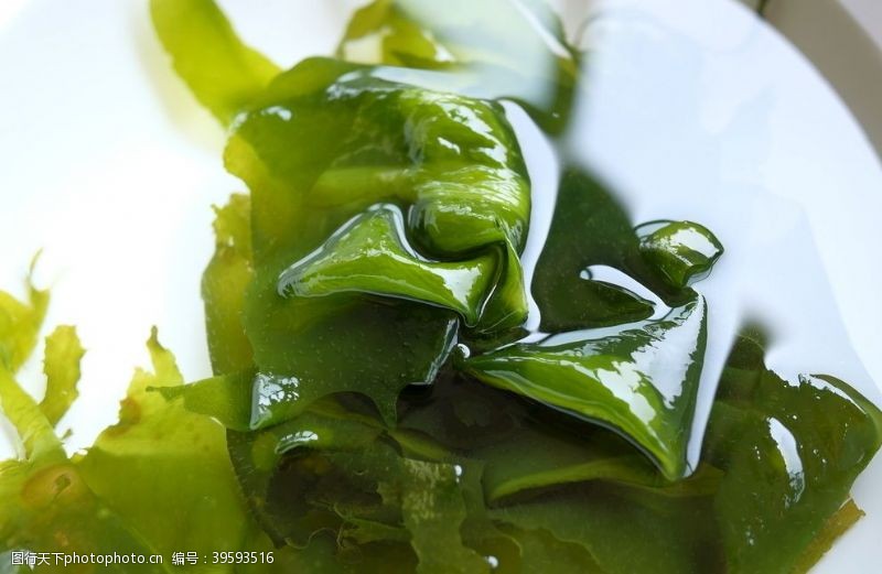 水藻素材裙带菜图片