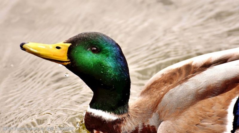 金蛋水中的绿头鸭图片