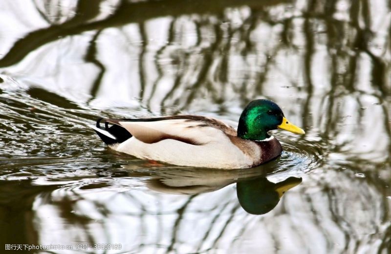 鸟巢水中的绿头鸭图片