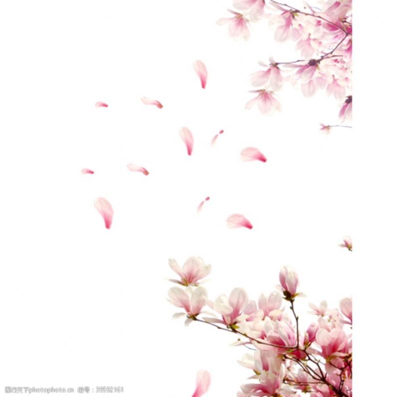 粉红色封面桃花图片