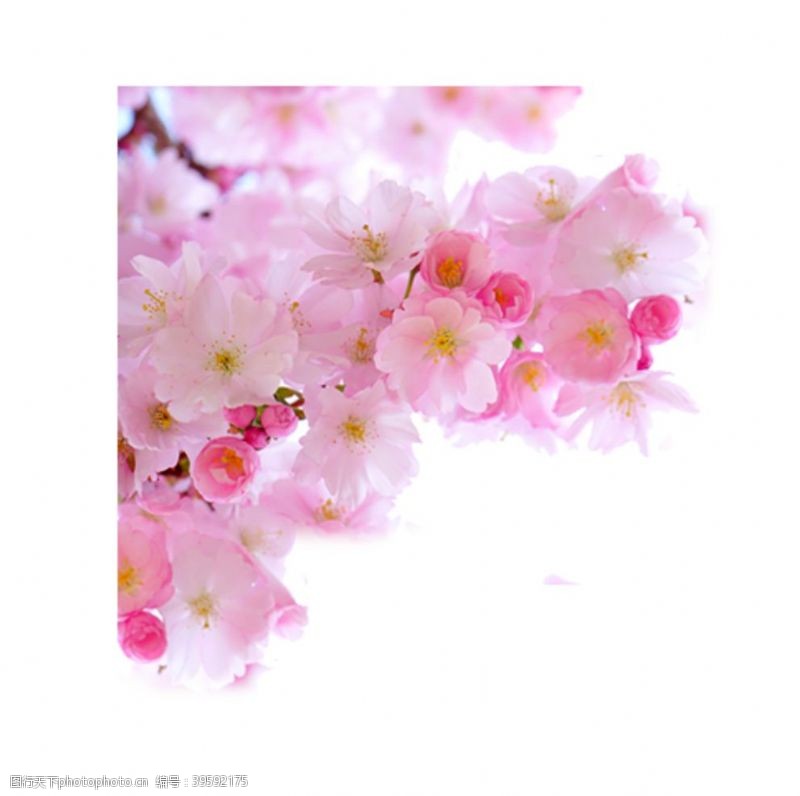 粉红色封面桃花图片