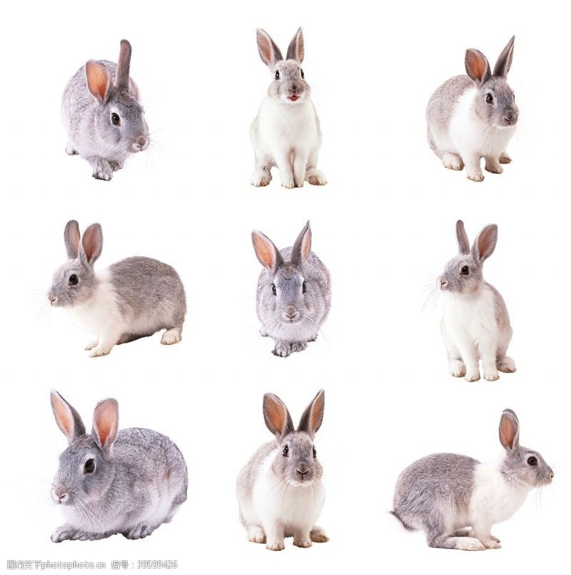 宠物超市兔子素材图片
