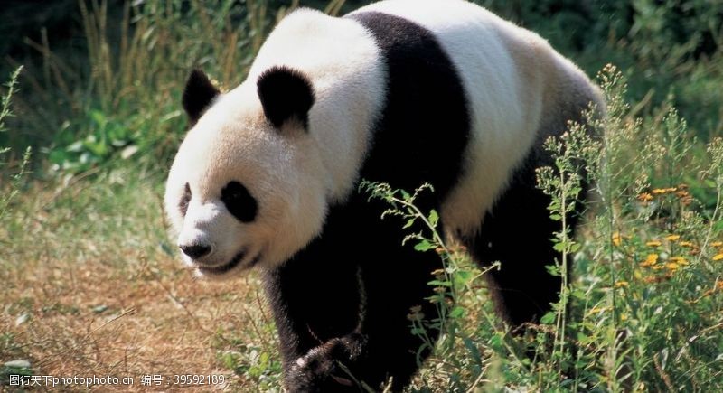 大熊猫基地熊猫图片