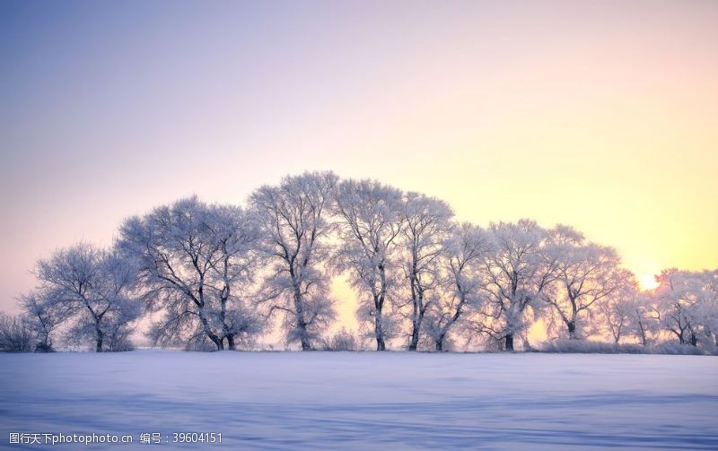 树木卡通雪景图片