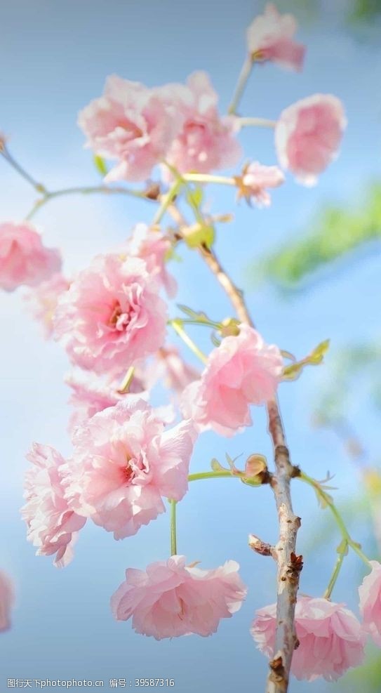 樱花素材樱花图片