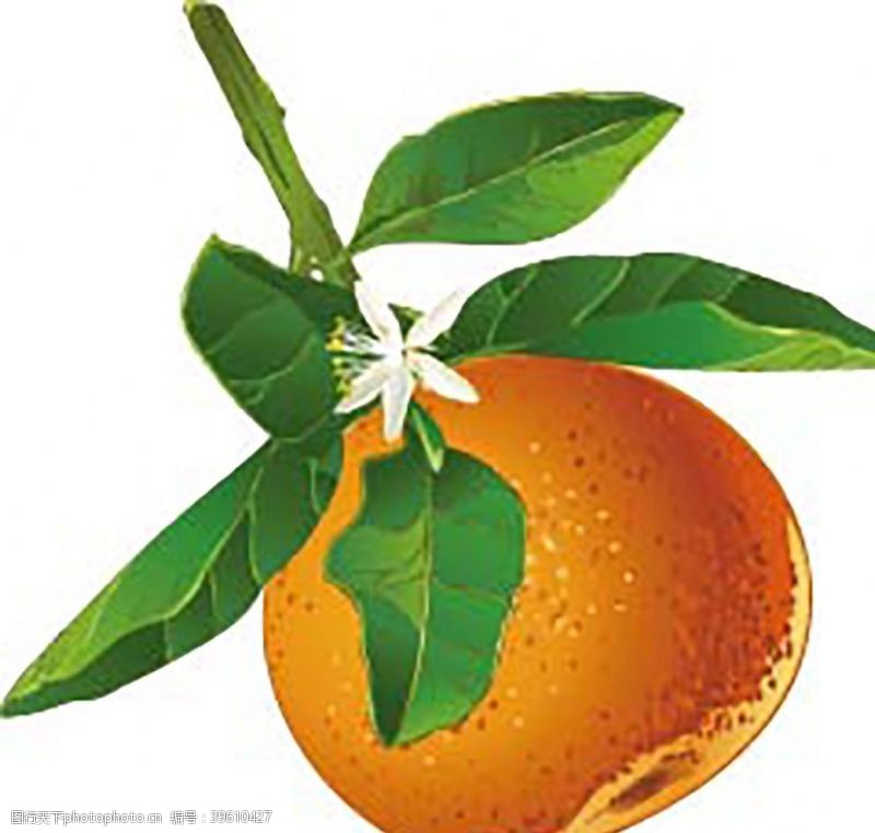 cs6AI格式橘子图图片