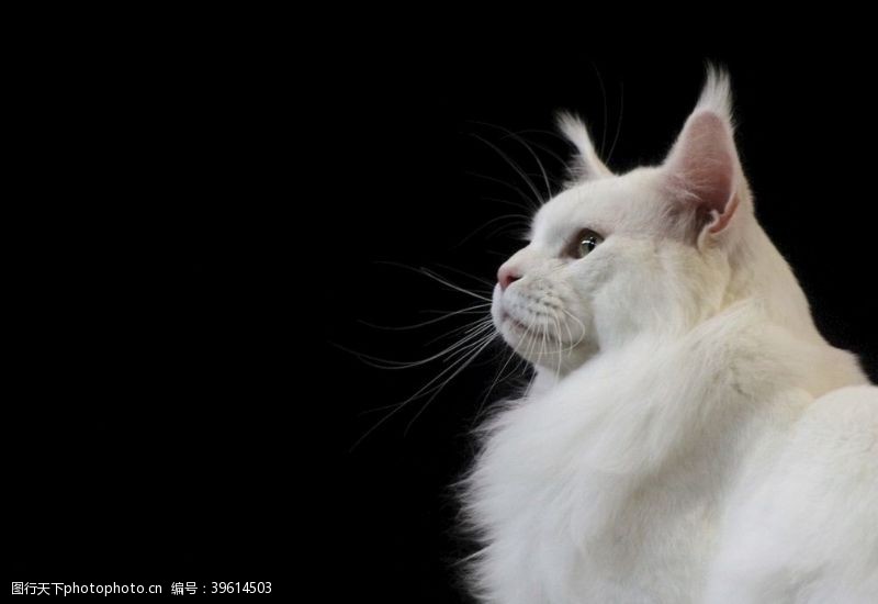 白色小猫白色猫咪图片