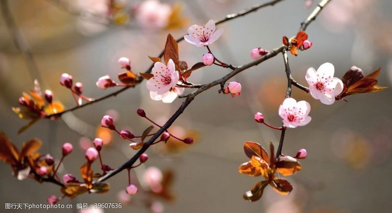 百花齐放春天粉红色的花朵图片