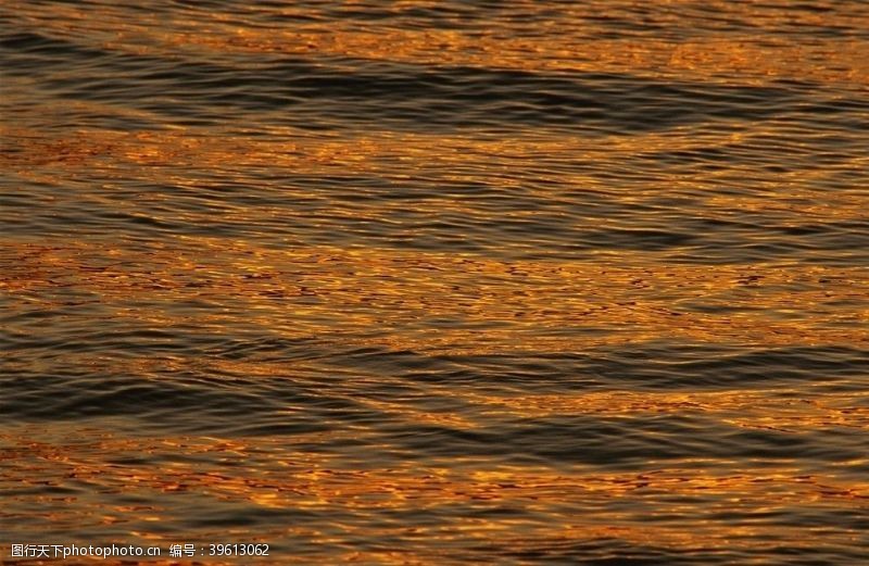 花的海洋大海图片