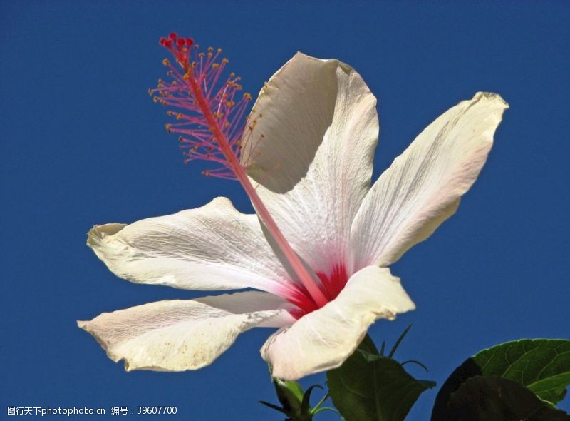 摄影花卉类芙蓉花图片