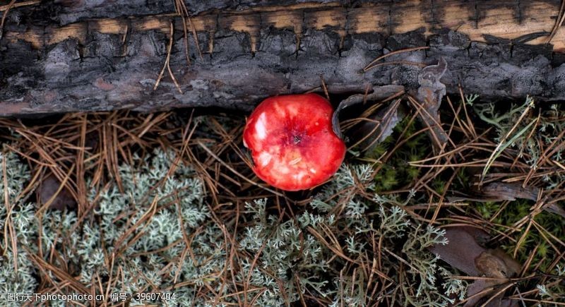 草菇红色蘑菇草地植物背景图片