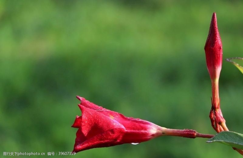 飘柔花朵娇柔艳丽的红蝉花图片