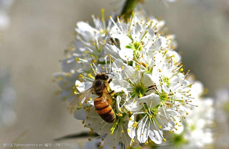 黄蜜花朵上采蜜的蜜蜂图片