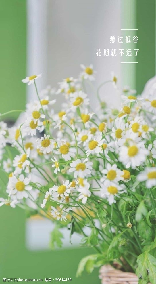 兰香子花图片