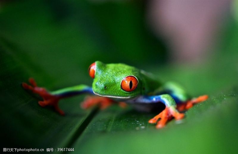 绿色青蛙动物绿叶背景图片