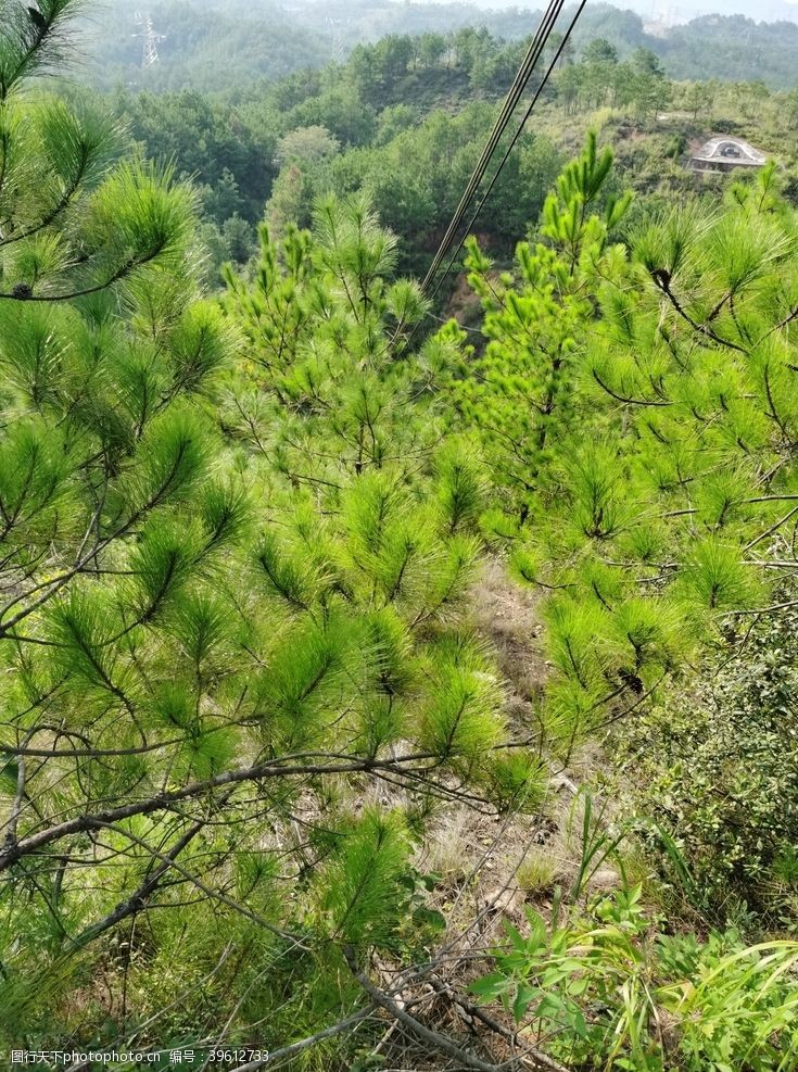 马尾松林图片